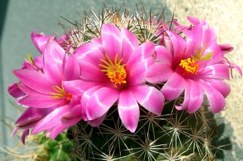 Csorvás - HAHOTA Színjátszó Csoport - A kaktusz virága